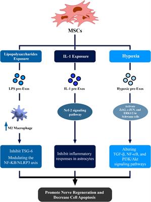 Therapeutic potential of mesenchymal stem cell-derived exosomes and miRNAs in neuronal regeneration and rejuvenation in neurological disorders: a mini review